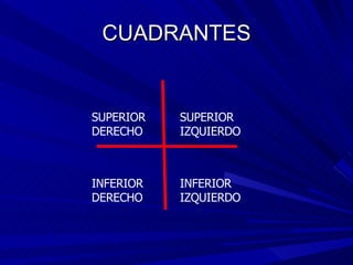 CUADRANTES SUPERIOR DERECHO SUPERIOR IZQUIERDO INFERIOR IZQUIERDO INFERIOR DERECHO 