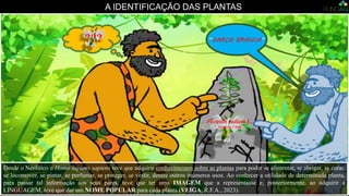 A IDENTIFICAÇÃO DAS PLANTAS
Pecteilis radiata L.
Origem: China
Desde o Neolítico o Homo sapiens sapiens teve que adquirir conhecimentos sobre as plantas para poder se alimentar, se abrigar, se curar,
se locomover, se pintar, se perfumar, se proteger, se vestir, dentre outros inúmeros usos. Ao conhecer a utilidade de determinada planta,
para passar tal informação aos seus pares, teve que ter uma IMAGEM que a representasse e, posteriormente, ao adquirir a
LINGUAGEM, teve que dar um NOME POPULAR para cada planta (VEIGA, R.F.A., 2023).
“GARÇA BRANCA”
???
 