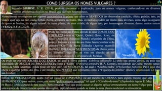 COMO SURGEM OS NOMES VULGARES ?
Ou pode ser por seu AROMA E/OU SABOR tal qual a “Erva cidreira” (Melissa officinalis L.) pelo seu aroma cítrico, ou pela sua
localização de ORIGEM OU PROCEDÊNCIA como a “Guiné” (Petiveria tetrandra B. A. Gomes), procedendo da Guiné, mesmo sendo
nativa da Mata Atlântica. Ainda pode ser pelo seu USO MEDICINAL tal qual o “Quebra-pedra” (Phyllanthus filiformis Pav.) cujo chá
chega a quebrar pedras dos rins, e até mesmo pelo PERIGO que representa como a “Figueira-do-inferno” (Datura stramonium L.) pela
sua toxidez.
“Kiwi” “Kiwi”
Segundo SIGRIST, S. R. (2014), pode-se encontrar a explicação, para os nomes vulgares, conhecendo-se os diversos
sistemas etnofarmacológicos no Brasil, que são bem heterogêneos.
Pode ser, como nas Fotos, devido às suas CORES E/OU
FORMATO como o “Quivi, Quiwi, Quiuí, Kiwi, ou
Kiuí” (Actinidia chinensis Planch.) originária da China,
onde o formato e a cor do seu fruto fazem lembrar o do
pássaro “Kiwi” da Nova Zelândia (Apteryx mantelli
Bartlett, 1850). Ou por MOVIMENTOS da planta, como
o “Girassol” cuja flor se vira em direção ao sol
(Helianthus annuus L.), originário do México.
Normalmente se originam por alguma característica da planta que afete os SENTIDOS do observador (audição, olfato, paladar, tato, ou
visão), quer seja na raiz, caule, folhas, flores, sementes ou frutos. Mas, os motivos podem ser muito mais diversos, como algo ou alguém
de quem se lembre, de algum animal, de outra planta, de uma cidade, de algum uso, por homenagens diversas, dentre muitos outros
(VEIGA, R.F.A., 2023).
Enfim, tal VULGARIDADE acaba por ser causa de CONFUSÃO, ou até mesmo de OFENSA para alguns mesmo que seja
HUMORÍSTICO para outros, como um nome “politicamente incorreto” tal qual o “Caralho-de-asno” (Euphorbia ingens E. Mey.
ex Boiss.) - pelo aspecto do seu tronco. Sem contar do risco que pode causar se alguém aplicar erroneamente um nome vulgar para
uma espécie de características opostas da original, especialmente quando se tratar de uma planta medicinal ou alimentícia.
“GirasSOL”
 