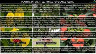 PLANTAS DIFERENTES, NOMES POPULARES IGUAIS
O ser humano tende a dar NOMES para todas as PLANTAS que conhece, ou pensa conhecer, acabando por utilizá-lo de forma duplicada
para mais de uma espécie do mesmo gênero ou até mesmo para espécies de gêneros distintos, por motivos dos mais diversos (Ex.: Fotos
de plantas de três gêneros chamadas vulgarmente de AMENDOIM no Brasil: Ocorre a HOMONÍMIA com Arachis hypogaea L.,
Pterogyne nitens Tul., e Euphorbia heteropphylla L.) VEIGA, RFA., 2023.
Continuando com o exemplo do “Amendoim”, como citado anteriormente, temos ainda os nomes dados em OUTRAS LÍNGUAS, o que
pode confundir ainda mais as pessoas: Por exemplo as SINONÍMIAS VULGARES Groundnut e Peanut (inglês), Mani e Cacahuete
(espanhol), Pistache de Terre (francês), Arachide (italiano), dentre outros.
Assim, no Brasil, todas as 80 espécies do gênero Arachis são chamadas de “Amendoim”, desde a principal espécie alimentícia a A.
hypogaea, até outras que possuem cultivares forrageiras/jardinagem: A. pintoi, A. repens e A. stenosperma. Mas, outros gêneros possuem
o nome “Amendoim-bravo” como o Pterogyne nitens Tul., na Bahia, em Minas Gerais, no Paraná e no estado de São Paulo, podendo ser
chamado também de “Amendoim-do-campo”, “Ibiraró” ou “Óleo-branco”, no estado de São Paulo; “Amendoinzeiro”, no Paraná e no
estado de São Paulo. Temos ainda uma espécie invasora, também chamada de “Amendoim-bravo”, a Euphorbia heterophylla L..
ARACHIS = “Amendoim” PTEROGYNE = “Amendoim” EUPHORBIA = “Amendoim”
Até mesmo o SOTAQUE diferenciado regionalmente acaba por aferir um novo nome, já que muitos escrevem os nomes como os ouvem,
como ocorre com o “Amendoim” no País, onde suas espécies nativas do Nordeste podem ser chamadas “Amendoim-de-Carcará”, tendo as
CORRUPTELAS “Aminduim” e “Amendoí”, ou “Mundubim” e “Mindubi” oriundos do “Mãdu’bi” - do Tupi.
 