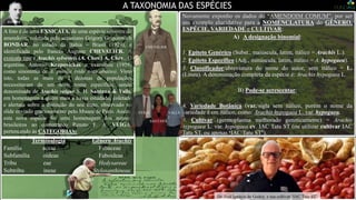 A TAXONOMIA DAS ESPÉCIES
Novamente exponho os dados do “AMENDOIM COMUM”, por ser
um exemplo elucidativo para a NOMENCLATURA do GÊNERO,
ESPÉCIE, VARIEDADE e CULTIVAR:
A) A designação binomial:
1. Epíteto Genérico (Subst., maiúscula, latim, itálico = Arachis L.).
2. Epíteto Específico (Adj., minúscula, latim, itálico = A. hypogaea).
3. Classificador/abreviatura do nome do autor, sem itálico = L.
(Lineu). A denominação completa da espécie é: Arachis hypogaea L.
B) Pode-se acrescentar:
4. Variedade Botânica (var./sigla sem itálico, porém o nome da
variedade é em itálico, como: Arachis hypogaea L. var. hypogaea.
5. Cultivar (germoplasma melhorado geneticamente) = Arachis
hypogaea L. var. hypogaea cv. IAC Tatu ST (ou utilizar cultivar IAC
Tatu ST, ou apenas ‘IAC Tatu ST’).
A foto é de uma EXSICATA, de uma espécie silvestre de
amendoim, coletada pelo ucraniano Grigory Grigorovich
BONDAR, no estado da Bahia – Brasil (1929), e
identificada pelo francês Auguste CHEVALIER. A
exsicata tipo é Arachis sylvestris (A. Chev.) A. Chev.. O
argentino Antonio Krapovickas a examinou (1958)
como sinonímia de A. pusilla (vide nota abaixo). Visto
isto, todas as mais de 2 dezenas de populações
necessitavam de um novo nome específico, sendo
denominada de Arachis veigae S. H. Santana & Valls,
em homenagem a quem mais a havia estudado, coletado
e alertara sobre a distinção do seu fruto, observado no
slide enviado graciosamente pelo Museu de Paris. Assim,
esta nova espécie foi uma homenagem dos autores
brasileiros ao conterrâneo Renato F. A. VEIGA,
pertencendo às CATEGORIAS:
Terminologia Gênero Arachis
Família aceae Fabaceae
Subfamília oideae Faboideae
Tribu eae Hedysareae
Subtribu ineae Stylosanthineae
CHEVALIER
BONDAR
KRAPOVICKAS
VALLS
SANTANA
VEIGA
Dr. José Ignácio de Godoy, e sua cultivar ‘IAC Tatu ST’
 