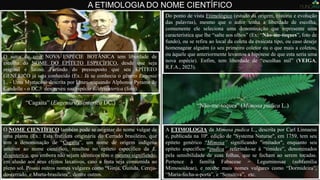 A ETIMOLOGIA DO NOME CIENTÍFICO
“Não-me-toques” (Mimosa pudica L.)
A ETIMOLOGIA da Mimosa pudica L., descrita por Carl Linnaeus
e, publicada na 10ª. edição de "Systema Naturae", em 1759, tem seu
epíteto genérico “Mimosa” significando "imitador", enquanto seu
epíteto específico “pudica” referindo-se à “timidez”, denominados
pela sensibilidade de suas folhas, que se fecham ao serem tocadas.
Pertence à família Fabaceae = Leguminosae (subfamília
Mimosoideae), e recebe mais nomes vulgares como “Dormideira”,
“Maria-fecha-a-porta”, e “Sensitiva”, etc.
Do ponto de vista Etimológico (estudo da origem, história e evolução
das palavras), mesmo que o autor tenha a liberdade de escolha,
comumente ele seleciona uma denominação que represente uma
característica que lhe “salte aos olhos” (Ex: “Não-me-toques”, foto de
fundo), ou se refira ao local da coleta da exsicata tipo, ou caso deseje
homenagear alguém (o seu primeiro coletor ou o que mais a coletou,
ou àquele que anteriormente levantou a hipótese de que esta seria uma
nova espécie). Enfim, tem liberdade de “escolhas mil” (VEIGA,
R.F.A., 2023).
O NOME CIENTÍFICO também pode se originar do nome vulgar de
uma planta (Ex.: Esta frutífera originária do Cerrado brasileiro, que
tem a denominação de “Cagaita”, um nome de origem indígena
anterior ao nome científico, resultou no epíteto específico da E.
dysenterica, que embora não sejam idênticos têm o mesmo significado,
em alusão aos seus efeitos laxativos, caso a fruta seja consumida ao
pleno sol. Possui outros nomes vulgares como “Ginja, Guinda, Cereja-
do-cerrado, e Murta-brasileira”, dentre outros.
O autor de uma NOVA ESPÉCIE BOTÂNICA tem liberdade de
escolha do NOME DO EPÍTETO ESPECÍFICO, desde que seja
original e latino. Partindo do pressuposto que seu EPÍTETO
GENÉRICO já seja conhecido (Ex.: Já se conhecia o gênero Eugenia
L. - Uma Myrtaceae descrita por Lineu -, quando Alphonse Pyrame de
Candolle - o DC.- descreveu sua espécie E. dysenterica (foto).
“Cagaita” (Eugenia dysenterica DC.)
 