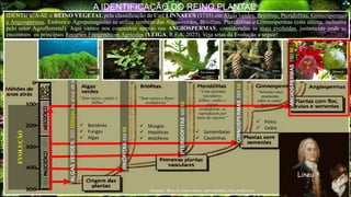 A IDENTIFICAÇÃO DO REINO PLANTAE
IDENTIFICA-SE o REINO VEGETAL pela classificação de Carl LINNAEUS (1735) em Algas verdes, Briófitas, Pteridófitas, Gimnospermas
e Angiospermas. Embora o Agropaisagismo se utilize também das Algas-verdes, Briófitas, Pteridófitas e Gimnospermas (esta última, inclusive
pelo setor Agroflorestal). Aqui vamos nos concentrar apenas nas ANGIOSPERMAS, consideradas as mais evoluídas, justamente onde se
encontram os principais Recursos Fitogenéticos Agrícolas (VEIGA, R.F.A, 2023). Veja setas da Evolução a seguir!
Imagem: Blog do Enen (datas aproximadas pelo professor).
 Bactérias
 Fungos
 Algas
 Musgos
 Hepáticas
 Antóferos
 Samambaias
 Cavalinhas
 Pinho
 Cedro
“Sem raízes, caules e
folhas”
“Sem raízes e flores
verdadeiras”
EVOLUÇÃO
ALGAS
VERDES:
500
Milhões
de
anos
atrás
BRIÓFITAS
450
Mi
PTERIDÓFITAS
400
Mi
GIMNOSPERMAS
350
Mi
ANGIOSPERMAS
150
Mi
Algas Hepática Samambaia Pinho Maracujá
“Sementes nuas
produzidas
sobre os cones”.
Sem frutos
“Com sistemas
vasculares,
folhas, caules e
raízes
verdadeiras, se
reproduzem por
meio de esporos”
Lineu
 