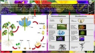 Imagens: https://vestibulares.estrategia.com/portal/materias/biologia/angiospermas/
As ANGIOSPERMAS (Do grego Angeion = bolsa = fruto, e Sperma = semente) são plantas vasculares que apresentam raiz, caule,
folhas, flores, frutos e sementes. Constituem mais de 70% de todas as espécies de plantas existentes no planeta, e seu tamanho varia
desde pequenas ervas até grandes árvores. Sua fecundação ocorre através de suas FLORES, e quando fecundadas produzem frutos e
sementes. Distinguem-se entre MONOCOTILEDÔNEAS (Ex: Arroz) e DICOTILEDÔNEAS (ou Eudicotiledôneas, Ex: Feijão) Robert
BROWN, 1810. Robert
 