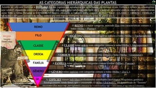 Foto: Jardim Botânico do Rio de Janeiro
AS CATEGORIAS HIERÁRQUICAS DAS PLANTAS
O FILO reúne classes com categorias comuns a todas (Milho = Trachaeophyta);
A CLASSE reúne ordens com categorias comuns a todas (Milho = Angiospermae);
A ORDEM reúne famílias com categorias comuns a todas (Milho = Graminales);
A FAMÍLIA reúne gêneros com categorias comuns a todas (Milho = Poaceae);
O GÊNERO reúne espécies com categorias comuns a todas (Milho = Zea L.);
As ESPÉCIES reúnem indivíduos profundamente semelhantes morfológica, bioquímica, genética e
fisiológicamente, sendo férteis após o cruzamento. O Milho = Zea mays L. foi domesticado do “Teosinto”
mexicano (Zea mays ssp. parviglumis). [Abrevia-se “sp.” = uma (1) espécie e “spp.” = várias espécies, já “ssp.” refere-se à subespécie].
Acredito ser relevante reafirmar a HIERARQUIA dos vegetais que agrupam-se por semelhanças em distintos níveis. Embora o número de subcategorias
seja variável, expandindo conforme o uso dos prefixos sub, super, infra (subclasse, subordem, etc.), e podendo apresentar ainda as categorias intermediárias
como Tribo e Forma. No geral as CATEGORIAS maiores abrangem as menores, como a seguir: REINO > FILO > CLASSE > ORDEM > FAMÍLIA >
GÊNERO > SP, como exemplos do Milho, embora seja uma espécie totalmente domesticada, única do gênero Zea L.
O REINO é a maior categoria, reunindo filos com características comuns a
todos (Milho = Plantae);
REINO
FILO
CLASSE
ORDEM
FAMÍLIA
GÊNERO
SP.
Homenagem ao “Pai da Botânica brasileira”
Barbosa RODRIGUES (1872-1874).
 