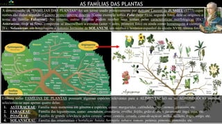 Poaceae
AS FAMÍLIAS DAS PLANTAS
Fabaceae
Asteraceae Solanaceae
A denominação de “FAMÍLIAS DAS PLANTAS” foi um termo usado primeiramente por Antoine Laurent de JUSSIEU (1777) cujos
nomes são dados segundo o gênero primeiramente descrito [Como exemplo temos Faba (hoje Vicia, segunda foto), dele se originou o
nome da família Fabaceae]. No entanto, outras famílias podem receber seus nomes pelas características morfológicas [Ex.:
Asteraceae, onde as flores compostas se assemelham a estrelas (aster = astro, primeira foto) ou ainda como homenagens à cientistas
[Ex.: Solanaceae, em homenagem a Antonio Jerónimo de SOLANUM, um médico e botânico espanhol do século XVIII, última foto].
JUSSIEU
Credit: The U. S. Botanic Garden and the National Museum of Natural History, Department of Botany,
Smithsonian Institution(link is external)
Embora todas FAMÍLIAS DE PLANTAS possuam algumas espécies relevantes para a ALIMENTAÇÃO ou ao AGRONEGÓCIO mundial,
selecionou-se aqui apenas quatro delas:
1. ASTERACEAE: Família mais numerosa em gêneros e espécies, como: margaridas, calêndulas, crisântemos, girassóis, etc.
2. FABACEAE: Família das leguminosas, como: amendoim, crotalária, ervilha, feijão, grão-de-bico, jacarandá, ingá, soja, etc.
3. POACEAE: Família de grande relevância pelos cereais: arroz, centeio, cevada, cana-de-açúcar, milho, milheto, trigo, sorgo, etc.
4. SOLANACEAE: Família das ornamentais e hortaliças: batata, berinjela, tabaco, tomate, petúnia, pimenta, pimentão, etc.
 