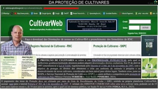 DA PROTEÇÃO DE CULTIVARES
Esplanada dos Ministérios - Bloco D - Anexo B - Sala 347
70.043-900 - Brasília - DF - Brasil
Telefones: +55 (61) 3218-2547/2549
snpc@agricultura.gov.br
O pagamento das taxas de Proteção deve ser efetuado por meio de Guia de Recolhimento da União – GRU, emitida na própria plataforma CultivarWeb,
acessar aqui para o tutorial Portaria nº 503, de 3 de dezembro de 1997. A validade dos DIREITOS COMERCIAIS sobre uma nova cultivar varia, podendo ser de 15
anos para espécies anuais e, de 18 anos para as perenes, após o qual cai em domínio público, ver Seção IV da Lei 9.456 (VEIGA, R.F.A., 2023).
BALDIN (ESALQ)
A PROTEÇÃO DE CULTIVARES se refere à sua PROPRIEDADE INTELECTUAL pela qual os
melhoristas genéticos/instituição detentora podem adquirir determinados direitos exclusivos. Em 25 de abril de
1997 concretizou-se a Lei nº 9.456, regulamentada pelo Decreto nº 2.366, de 5 de novembro de 1997, com o
objetivo de proteger os direitos dos obtentores e criar um ambiente de estímulo à pesquisa e ao
desenvolvimento de novas cultivares, consideradas um bem móvel para efeitos legais. Também criou, junto ao
MAPA, o Serviço Nacional de Proteção de Cultivares (SNPC), a quem atribuiu a competência pela proteção de
cultivares no País (Mônica Christina FERREIRA e José Baldin PINHEIRO, 2023).
 