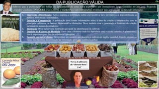 DA PUBLICAÇÃO VÁLIDA
1. Impressão e Distribuição: Após o registro, a informação sobre a nova cultivar deve ser impressa e disponibilizada ao
público, bibliotecas e autoridades;
2. Datação e Comparação: A publicação deve conter informações sobre a data de criação e comparações com as
principais cultivares, se houver, destacando as distinções. Deve também citar a genealogia e histórico da criação,
incluindo os nomes dos criadores;
3. Ilustração: Deve incluir uma ilustração que ajude na identificação da cultivar;
4. Depósito da Exsicata de Herbário: Deve citar o Herbário onde foi depositada uma exsicata (amostra de planta seca).
Isso é importante para fins de referência e pesquisa;
5. Sumário em outro Idioma: Deve conter um sumário que descreva a cultivar em inglês, espanhol, francês, alemão ou
russo. Isso facilita a disseminação da informação para uma audiência global.
Novas Cultivares
de “Batata-doce”
IAC
Valdemir Antonio PERESSIN
IAC 1063, IAC 1049, IAC 417, IAC 21, IAC 198 e IAC 1308.
CROTOLÁRIA
Sabe-se que a publicação do folder de lançamento de uma nova cultivar é um instrumento impulsionador no seu uso. Segundo
Lizandro Ciciliano TAVARES et al. (2016), o marketing é um instrumento promissor para o aumento da taxa de utilização.
 