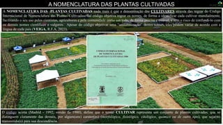 Foto: Dia de Campo com Cultivares do Projeto Centro-Sul de Feijão (Phaseolus vulgaris L.) e Milho (Zea mays L.), Instituto de Desenvolvimento Rural do Paraná.
A NOMENCLATURA DAS PLANTAS CULTIVADAS
A NOMENCLATURA DAS PLANTAS CULTIVADAS nada mais é que a denominação das CULTIVARES através das regras do Código
Internacional de Nomenclatura das Plantas Cultivadas. Tal código objetiva regrar os nomes, de forma a identificar cada cultivar mundialmente,
facilitando o seu uso pelos cientistas, agricultores e pela comunidade como um todo, de forma precisa e estável, e sem o risco de confundi-lo com
os demais nomes científicos e vulgares. Apesar do código objetivar uma “uniformização” destes nomes, eles podem variar de acordo com a
língua de cada país (VEIGA, R.F.A, 2023).
O código acima (Madrid - 1992, versão de 1980), define que o termo CULTIVAR representa um conjunto de plantas cultivadas, que se
distinguem claramente das demais, por algum(uns) carater(es) (morfológico, fisiológico, citológico, químico ou de outro tipo), que seja(m)
transmitido(s) para sua descendência.
 