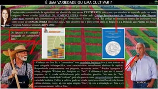 É UMA VARIEDADE OU UMA CULTIVAR ?
Dr. Ignácio, o Sr. conhece a
variedade de “Amendoim”
Tatu?
Foto: Campo de cultivares de amendoim (Arachis hypogaea L.), melhoradas geneticamente pelo parceiro, da FUNDAG, Dr. Ignácio José de Godoy, do IAC, 2023.
- Conheço sim Seu Zé, o “Amendoim” tem variedades botânicas (var.), mas trata-se de
uma categoria infraespecífica, com características naturalmente distintas da espécie:
Respondendo completamente sua pergunta, escreve-se assim: “Arachis hypogaea L.
subsp. fastigiata Waldron var. fastigiata cv. Tatu”. A diferença é que var. é natural,
enquanto cv. é criada artificialmente pelo melhorista genético. No caso da ‘Tatu’
recomenda-se chamá-la de “cultivar”, pois ela aparece como categoria distinta e abaixo da
variedade botânica. Enfim, a cultivar pode ser citada, num texto científico de três formas
válidas distintas, como: a) com aspas simples ‘Tatu’; b) com a abreviação cv. Tatu e, c)
por extenso mesmo: cultivar Tatu.
Conhecendo a necessidade da agricultura ser abastecida com novas CULTIVARES, ano a ano, que atendam ao mercado cada vez mais
exigente, foram criadas NORMAS DE NOMENCLATURA ditadas pelo Código Internacional de Nomenclatura das Plantas
Cultivadas, mantido pela International Society for Horticultural Science - ISHS. Tal código normatiza os nomes das cultivares bem
como o uso de DESCRITORES (próxima aula), para descreve-las e para serem úteis ao Registro e a Proteção das Plantas no Brasil
(Virgínia Arantes Ferreira CARPI, 2021).
VIRGÍNIA
IGNÁCIO
Seu ZÉ
 