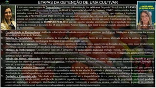ETAPAS DA OBTENÇÃO DE UMA CULTIVAR
FLÁVIA
É relevante tratar também da Nomenclatura referente à denominação das cultivares. Segundo Flávia Lima do CARMO
et al. (2021), como decorrência da adesão do Brasil à Organização Mundial do Comércio (OMC), outros acordos foram
assinados como o dos Direitos de Propriedade Intelectual Relacionados ao Comércio (TRIPS), que atualizou a legislação
relacionada à PROPRIEDADE INTELECTUAL, em especial à proteção das cultivares por meio de patentes ou por um
sistema sui generis (aquele que não se encaixa como patentes, marcas ou direitos autorais). Lembrando que temos as
Cultivares consideradas de DOMÍNIO PÚBLICO, que são aquelas lançadas anteriormente à nova legislação ou cujos
direitos de proteção já passaram dos 15 anos previstos. Abaixo listamos, para matar a sua curiosidade, algumas das etapas
do melhoramento:
SELEMARA
Dr. André Luís ATROCH
Foto: Lúcio Cavalcante (2021), Guaraná (Paullinia cupana Kunth ‘BRS Noçoquém’) [Palavra indígena sobre um lugar encantado, lenda da etnia Sateré-Mawé sobre a origem do Guaraná].
1. Caracterização de Germoplasma: Avaliação e descrição detalhada das características genéticas, morfológicas, fisiológicas e agronômicas dos acessos
de um BAG ou Coleção de Trabalho;
2. Estudos de Variabilidade: Análise e avaliação da diversidade genética existente dentro de um acesso, efetivada através da análise de marcadores
moleculares, da caracterização morfológica, fisiológica e agronômica, dentre outros;
3. Planejamento de Cruzamentos: Visando criar combinações genéticas herdáveis, com as características desejadas dos pais, como maior produtividade,
resistência a doenças, qualidade dos produtos, adaptação a condições específicas de cultivo, porte, dentre outras;
4. Métodos de Melhoramento: Classificamos aqui em 3 categorias: 1) melhoramento tradicional (seleção massal, hibridização, seleção recorrente,
mutagênese, poliploidia); 2) melhoramento genético assistido (marcadores moleculares e mapeamento genético); 3) engenharia genética (transformação
genética e edição genética);
5. Seleção das Plantas Melhoradas: Refere-se ao processo de desenvolvimento das novas cv. com as características desejáveis, segundo os passos:
identificação dos objetivos, geração de diversidade genética, avaliação das plantas, seleção preliminar, testes adicionais laboratório/campo, liberação da
nova cv., e sua manutenção e multiplicação;
6. Validação em Condições Comerciais: Avalia-se o desempenho da nova cv. em condições de cultivo reais, em escala comercial, para garantir o
atendimento das expectativas dos agricultores e da agroindústria antes de sua adoção. É realizado o planejamento dos ensaios de campo comerciais, a
distribuição do material reprodutivo, o monitoramento e acompanhamento, a coleta de dados, a análise estatística, e avaliação pelos agricultores;
7. Produção e Comercialização: Vão desde o desenvolvimento inicial até a disponibilização da cv. para os agricultores e consumidores. Sendo:
desenvolvimento e seleção inicial, multiplicação do material reprodutivo, testes e ensaios, registro e proteção da propriedade intelectual, produção
comercial, embalagem e rotulagem, distribuição e comercialização, treinamento e assistência técnica, avaliação contínua, expansão da produção,
comercialização internacional, monitoramento da qualidade e cumprimento das regulamentações.
 