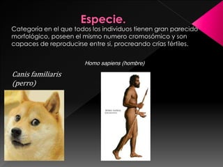 Categoría en el que todos los individuos tienen gran parecido
morfológico, poseen el mismo numero cromosómico y son
capaces de reproducirse entre si, procreando crías fértiles.
Canis familiaris
(perro)
Homo sapiens (hombre)
