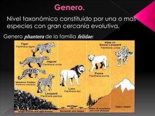 Nivel taxonómico constituido por una o mas
especies con gran cercanía evolutiva.
Genero phantera de la familia felidae: