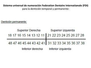 Fdi Temporal Nomenclaturas Dentarias | PPTX