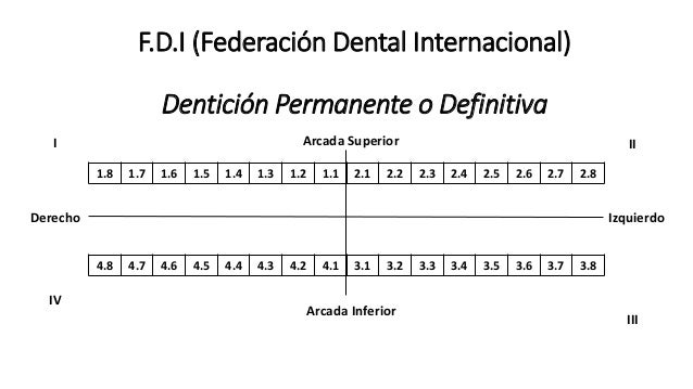 Resultado de imagen para nomenclatura dental