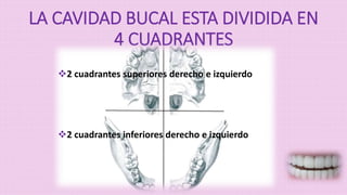 Nomenclatura Dentaria PPTX nomenclatura-dentaria-pptx