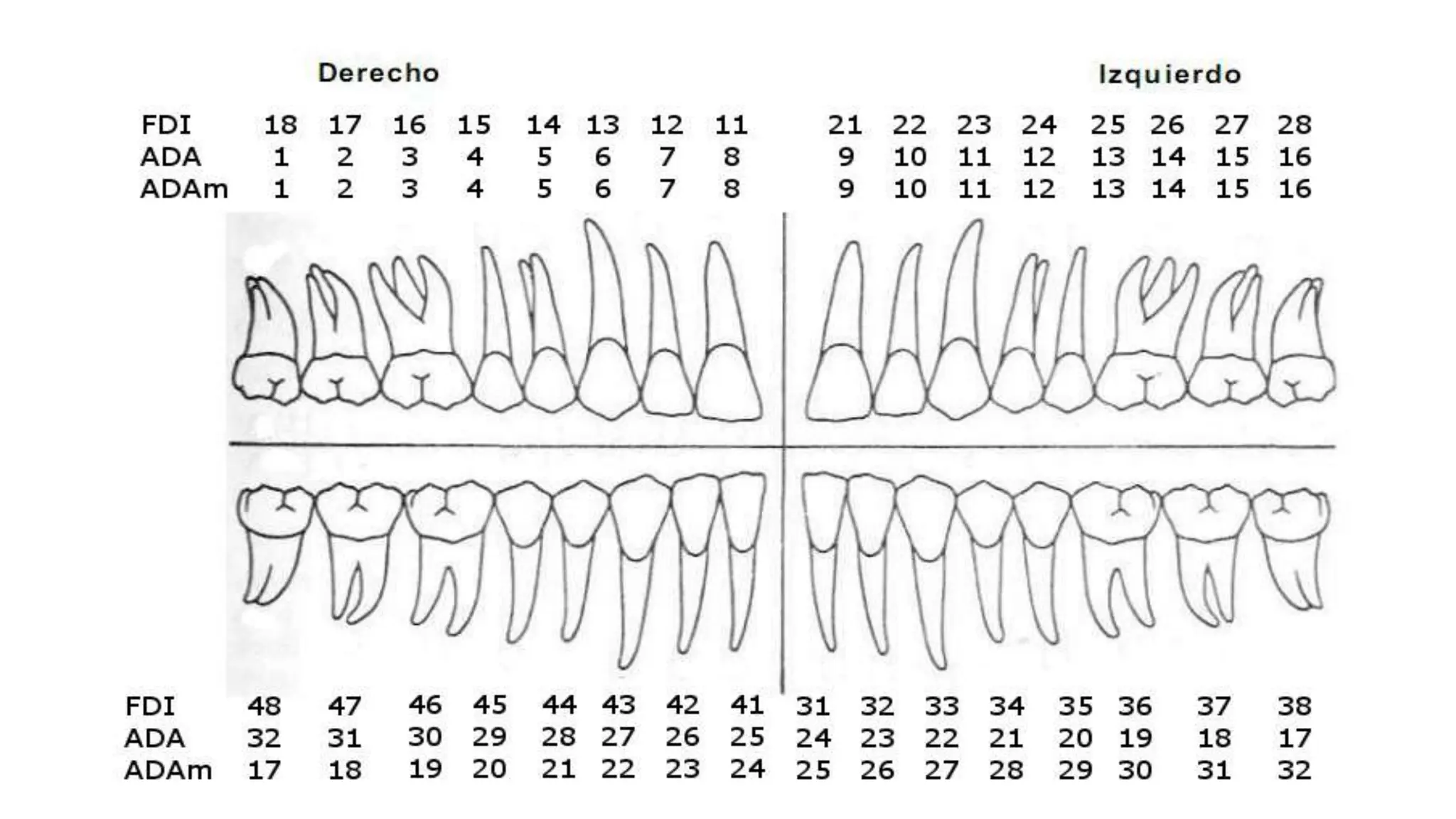 NOMENCLATURA DENTARIA Representaci n Gr fica De Todos Los Dientes FDI pptx
