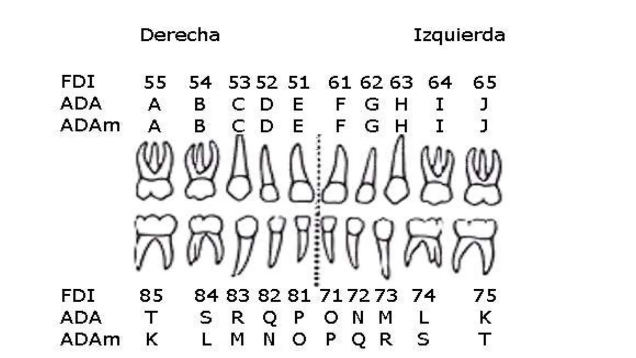NOMENCLATURA DENTARIA representación gráfica de todos los dientes FDI.pptx