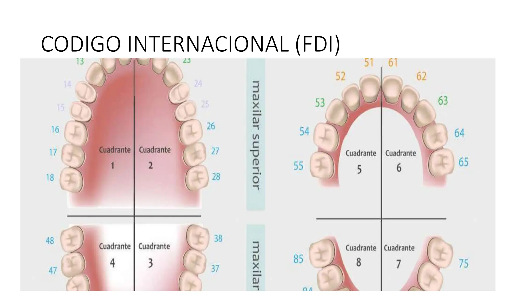 Fdi Temporal NOMENCLATURA DENTARIA representación gráfica de todos los dientes FDI.pptx