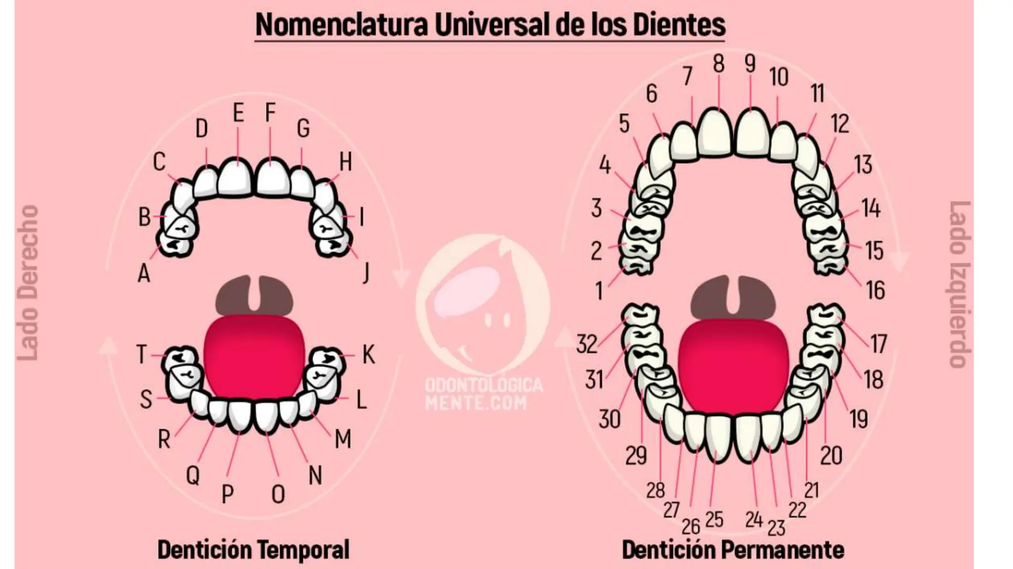 Fdi Temporal NOMENCLATURA DENTARIA representación gráfica de todos los dientes FDI.pptx