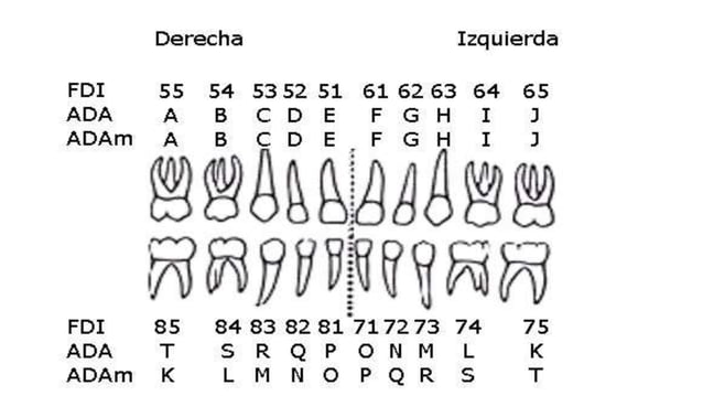 Fdi Temporal NOMENCLATURA DENTARIA representación gráfica de todos los dientes FDI.pptx