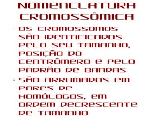 Nomenclatura
Cromossômica
• Os cromossomos
são identificados
pelo seu tamanho,
posição do
centrômero e pelo
padrão de bandas
• São arrumados em
pares de
homólogos, em
ordem decrescente
de tamanho
 