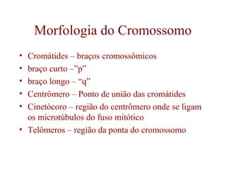 Morfologia do Cromossomo
• Cromátides – braços cromossômicos
• braço curto –”p”
• braço longo – “q”
• Centrômero – Ponto de união das cromátides
• Cinetócoro – região do centrômero onde se ligam
os microtúbulos do fuso mitótico
• Telômeros – região da ponta do cromossomo
 