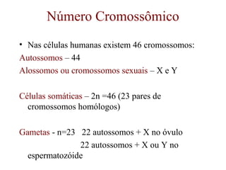 Número Cromossômico
• Nas células humanas existem 46 cromossomos:
Autossomos – 44
Alossomos ou cromossomos sexuais – X e Y
Células somáticas – 2n =46 (23 pares de
cromossomos homólogos)
Gametas - n=23 22 autossomos + X no óvulo
22 autossomos + X ou Y no
espermatozóide
 