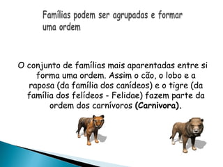 O conjunto de famílias mais aparentadas entre si
    forma uma ordem. Assim o cão, o lobo e a
  raposa (da família dos canídeos) e o tigre (da
  família dos felídeos - Felidae) fazem parte da
        ordem dos carnívoros (Carnivora).
 