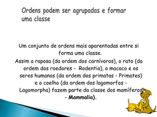 Um conjunto de ordens mais aparentadas entre si
                forma uma classe.
Assim a raposa (da ordem dos carnívoros), o rato (da
   ordem dos roedores - Rodentia), o macaco e os
 seres humanos (da ordem dos primatas - Primates)
        e o coelho (da ordem dos lagomorfos -
 Lagomorpha) fazem parte da classe dos mamíferos
                     - Mammalia).
 