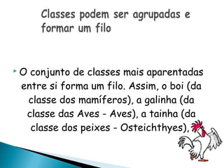 O conjunto de classes mais aparentadas
 entre si forma um filo. Assim, o boi (da
  classe dos mamíferos), a galinha (da
  classe das Aves - Aves), a tainha (da
   classe dos peixes - Osteichthyes),
 