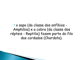 o sapo (da classe dos anfíbios -
  Amphibia) e a cobra (da classe dos
répteis - Reptilia) fazem parte do filo
      dos cordados (Chordata).
 