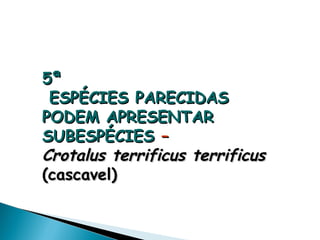 5ª
 ESPÉCIES PARECIDAS
PODEM APRESENTAR
SUBESPÉCIES –
Crotalus terrificus terrificus
(cascavel)
 