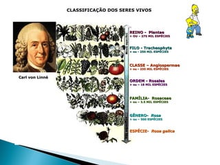 CLASSIFICAÇÃO DOS SERES VIVOS




                                      REINO - Plantae
                                      + OU – 275 MIL ESPÉCIES



                                      FILO - Tracheophyta
                                      + ou - 250 MIL ESPÉCIES




                                      CLASSE – Angiospermae
                                      + ou - 235 MIL ESPÉCIES


Carl von Linné
                                      ORDEM - Rosales
                                      + ou – 18 MIL ESPÉCIES




                                      FAMÍLIA- Rosaceae
                                      + ou – 3.5 MIL ESPÉCIES




                                      GÊNERO- Rosa
                                      + ou – 500 ESPÉCIES



                                      ESPÉCIE- Rosa galica
 