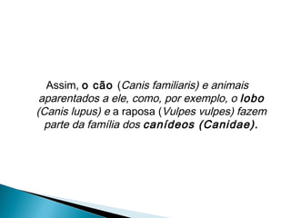 Assim, o cão (Canis familiaris) e animais
 aparentados a ele, como, por exemplo, o lobo
(Canis lupus) e a raposa (Vulpes vulpes) fazem
  parte da família dos canídeos (Canidae).
 