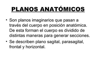 PLANOS ANATÓMICOS
• Son planos imaginarios que pasan a
  través del cuerpo en posición anatómica.
  De esta forman el cuerpo es dividido de
  distintas maneras para generar secciones.
• Se describen plano sagital, parasagital,
  frontal y horizontal.
 
