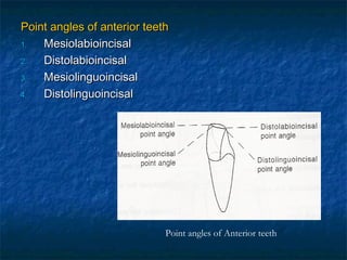 Point angles of anterior teeth
1.  Mesiolabioincisal
2.  Distolabioincisal
3.  Mesiolinguoincisal
4.  Distolinguoincisal




                             Point angles of Anterior teeth
 
