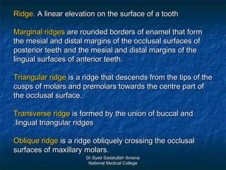 Ridge. A linear elevation on the surface of a tooth

Marginal ridges are rounded borders of enamel that form
the mesial and distal margins of the occlusal surfaces of
posterior teeth and the mesial and distal margins of the
lingual surfaces of anterior teeth.

Triangular ridge is a ridge that descends from the tips of the
cusps of molars and premolars towards the centre part of
the occlusal surface.

Transverse ridge is formed by the union of buccal and
.lingual triangular ridges

Oblique ridge is a ridge obliquely crossing the occlusal
surfaces of maxillary molars.
                      Dr.Syed Sadatullah Ibnsina
                       National Medical College
 