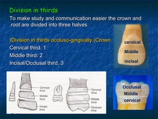 Division in thirds
To make study and communication easier the crown and
.root are divided into three halves

)Division in thirds occluso-gingivally (Crown   cervical
Cervical third. 1
                                                Middle
Middle third. 2
Incisal/Occlusal third. 3                       incisal




                                                Occlusal
                                                Middle
                                                cervical
 