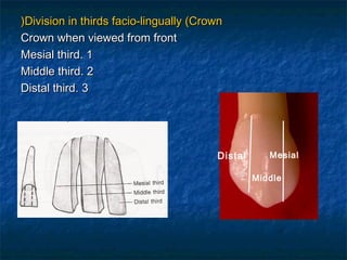 )Division in thirds facio-lingually (Crown
Crown when viewed from front
Mesial third. 1
Middle third. 2
Distal third. 3




                                        Distal      Mesial

                                                 Middle
 