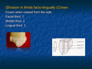 )Division in thirds facio-lingually (Crown
Crown when viewed from the side
Facial third. 1
Middle third. 2
Lingual third. 3
 