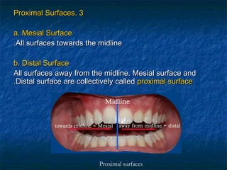 Proximal Surfaces. 3

a. Mesial Surface
.All surfaces towards the midline

b. Distal Surface
All surfaces away from the midline. Mesial surface and
.Distal surface are collectively called proximal surface




                          Proximal surfaces
 