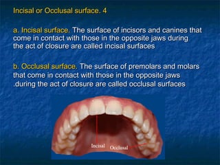Incisal or Occlusal surface. 4

a. Incisal surface. The surface of incisors and canines that
come in contact with those in the opposite jaws during
the act of closure are called incisal surfaces

b. Occlusal surface. The surface of premolars and molars
that come in contact with those in the opposite jaws
.during the act of closure are called occlusal surfaces
 