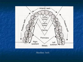 Maxillary Arch
 