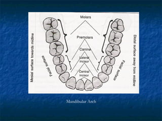 Mandibular Arch
 