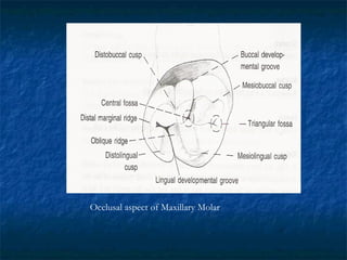 Occlusal aspect of Maxillary Molar 