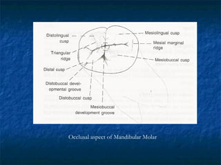 Occlusal aspect of Mandibular Molar 