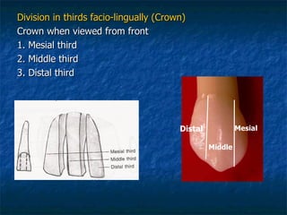 Division in thirds facio-lingually (Crown) Crown when viewed from front 1. Mesial third 2. Middle third 3. Distal third Distal Middle Mesial 