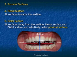 3. Proximal Surfaces a. Mesial Surface All surfaces towards the midline. b. Distal Surface All surfaces away from the midline. Mesial surface and Distal surface are collectively called  proximal surface. Proximal surfaces 