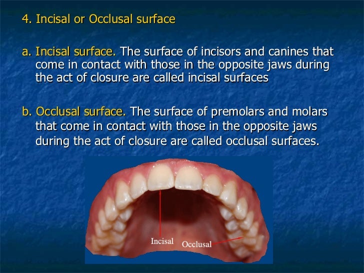 Dental Terminology